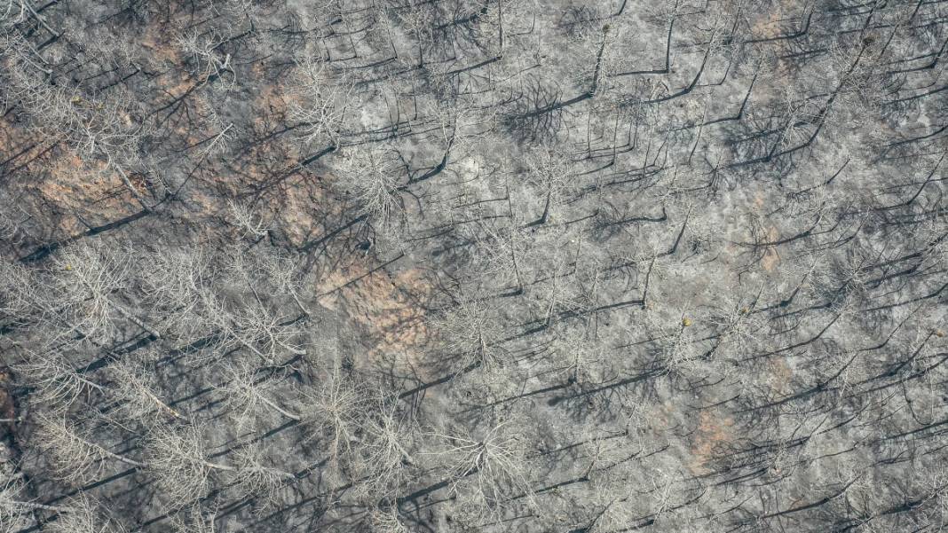 Sakarya'da başlayan yangın kontrolden çıktı: Bilecik'in ormanları siyaha büründü 8